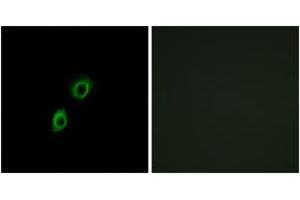 Immunofluorescence analysis of A549 cells, using INSL4 Antibody. (INSL4 anticorps  (AA 41-90))