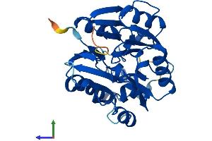 AlphaFold protein structure predicition of Mouse Recombinant Ddah2 Protein, UniprotID Q99LD8