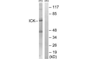 Western blot analysis of extracts from 3T3 cells, treated with PBS (10uM, 60mins), using ICK (epitope around residue 159) antibody. (ICK anticorps  (Tyr159))