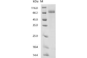 Follistatin (FST) (AA 30-317), (full length) protein (mFc Tag)