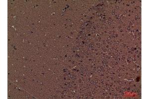 Immunohistochemistry (IHC) analysis of paraffin-embedded Mouse Brain, antibody was diluted at 1:100.