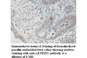 Image no. 1 for anti-Akirin 2 (AKIRIN2) antibody (ABIN1574568) (AKIRIN2 anticorps)