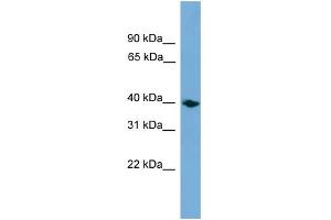 WB Suggested Anti-Anxa13 Antibody Titration: 0. (Annexin A13 anticorps  (Middle Region))