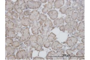 Immunoperoxidase of purified MaxPab antibody to RPL29 on formalin-fixed paraffin-embedded human salivary gland. (RPL29 anticorps  (AA 1-157))