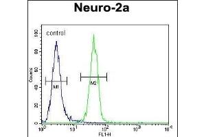 anti-Mitochondrial Ribosomal Protein S34 (MRPS34) (AA 4-32), (N-Term) antibody