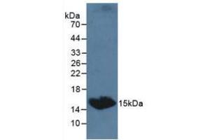 Western blot analysis of Dog Serum. (TSHB anticorps  (AA 20-138))