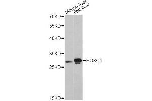 Western blot analysis of extracts of various cell lines, using HOXC4 antibody (ABIN6291154) at 1:3000 dilution. (HOXC4 anticorps)