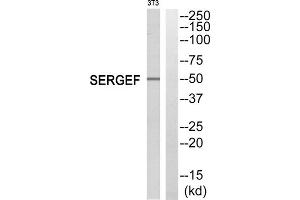 Western blot analysis of extracts from NIH/3T3 cells, using SERGEF antibody. (SERGEF anticorps  (Internal Region))