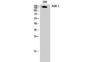 Western Blotting (WB) image for anti-Mitogen-Activated Protein Kinase Kinase Kinase 5 (MAP3K5) (Ser897) antibody (ABIN3183403) (ASK1 anticorps  (Ser897))