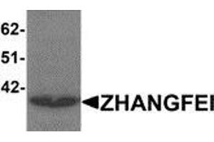Western blot analysis of ZHANGFEI in K562 cell lysate with ZHANGFEI antibody at 1 μg/ml. (CREBZF anticorps  (N-Term))