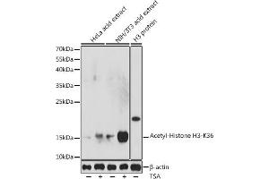 Western blot analysis of extracts of various cell lines, using Acetyl-Histone H3-K36 antibody (ABIN7267671) at 1:1000 dilution.
