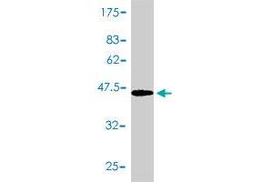 Western Blot detection against Immunogen (47.
