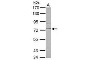 Image no. 2 for anti-CD180 Molecule (CD180) (Internal Region) antibody (ABIN1496007) (CD180 anticorps  (Internal Region))