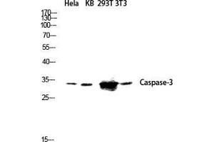 Western Blot (WB) analysis of HeLa KB 293T 3T3 lysis using Caspase-3 antibody. (Caspase 3 anticorps  (Ser1981))