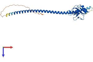AlphaFold protein structure predicition of Mouse Recombinant Asgr1 Protein, UniprotID P34927