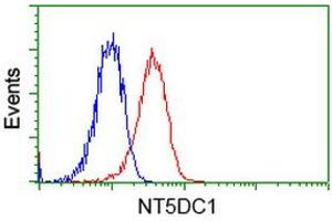 Image no. 1 for anti-5'-Nucleotidase Domain Containing 1 (NT5DC1) antibody (ABIN1499833) (NT5DC1 anticorps)
