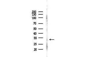 Western blot analysis of lysates from RAW264.
