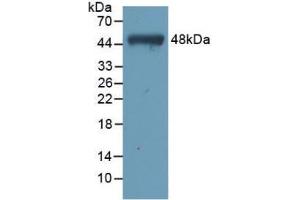 Figure. (TNNC1 anticorps  (AA 1-161))