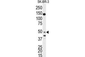Western Blotting (WB) image for anti-BPI Fold Containing Family B, Member 2 (BPIFB2) antibody (ABIN3003205) (BPIL1 anticorps)