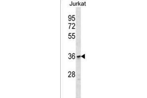 OR1C1 Antibody (C-term) (ABIN1537007 and ABIN2849909) western blot analysis in Jurkat cell line lysates (35 μg/lane). (OR1C1 anticorps  (C-Term))