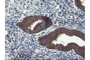 Image no. 5 for anti-TNF Receptor-Associated Protein 1 (TRAP1) antibody (ABIN1501500) (TRAP1 anticorps)