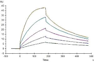 Cynomolgus B7-1, His Tag immobilized on CM5 Chip can bind Cynomolgus CTLA-4, His Tag with an affinity constant of 9.