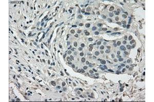 Image no. 3 for anti-P450 (Cytochrome) Oxidoreductase (POR) antibody (ABIN1497744) (POR anticorps)