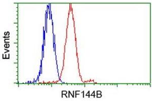 Image no. 1 for anti-Ring Finger Protein 144B (RNF144B) (AA 1-256) antibody (ABIN1490651)