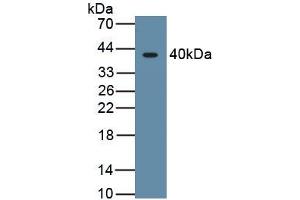 Detection of Recombinant HIF1a, Human using Monoclonal Antibody to Hypoxia Inducible Factor 1 Alpha (HIF1a) (HIF1A anticorps  (AA 218-506))