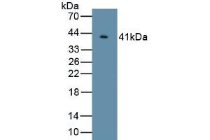 Detection of Recombinant KL, Human using Polyclonal Antibody to Klotho (KL) (Klotho anticorps  (AA 765-981))