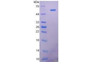 SDS-PAGE analysis of Human 5'-Nucleotidase, Ecto Protein. (CD73 Protéine)