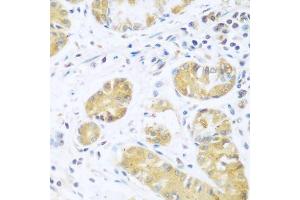 Immunohistochemistry of paraffin-embedded human stomach using UCHL3 antibody. (UCHL3 anticorps  (AA 1-220))