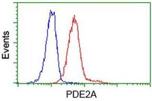 Image no. 3 for anti-phosphodiesterase 2A, CGMP-Stimulated (PDE2A) antibody (ABIN1500084) (PDE2A anticorps)