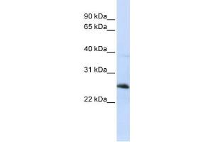 Western Blotting (WB) image for anti-Reticulon 1 (RTN1) antibody (ABIN2459313) (Reticulon 1 anticorps)