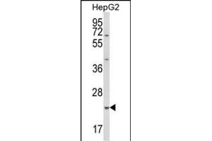 Western blot analysis of GSTA4 Antibody (N-term) (ABIN652919 and ABIN2842591) in HepG2 cell line lysates (35 μg/lane).