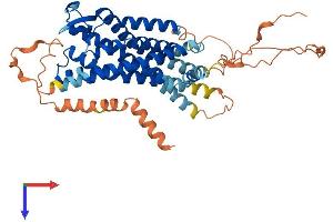 AlphaFold protein structure predicition of Human Recombinant RXFP3 Protein, UniprotID Q9NSD7