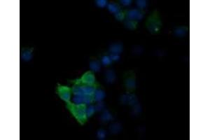 Image no. 2 for anti-Mitogen-Activated Protein Kinase 13 (MAPK13) antibody (ABIN1499954) (MAPK13 anticorps)