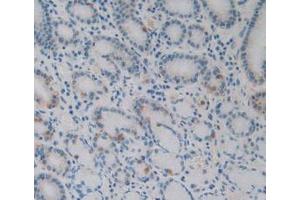 IHC-P analysis of Human Stomach Tissue, with DAB staining. (EBI3 anticorps)