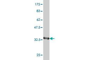 Western Blot detection against Immunogen (34.