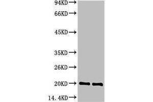 Western blot analysis of 1) Hela Cell Lysate, 2) C2C12 Cell Lysate, 3) PC12 Cell Lysate using Bax Mouse mAb diluted at 1:1000. (BAX anticorps)