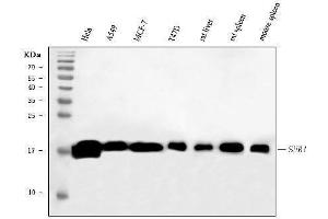 Western blot analysis of PC4/SUB1 using anti-PC4/SUB1 antibody (ABIN7602185). (SUB1 anticorps  (AA 62-127))