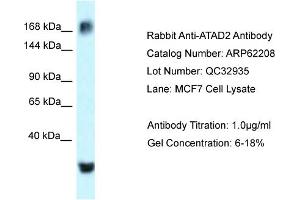 Western Blotting (WB) image for anti-ATPase Family, AAA Domain Containing 2 (ATAD2) (C-Term) antibody (ABIN970153) (ATAD2 anticorps  (C-Term))