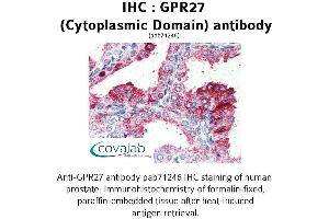 Image no. 1 for anti-G Protein-Coupled Receptor 27 (GPR27) (3rd Cytoplasmic Domain) antibody (ABIN1735039)