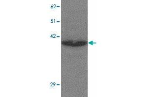 Western blot analysis of CREBZF in K-562 cell lysate with CREBZF polyclonal antibody  at 1 ug/mL. (CREBZF anticorps  (N-Term))