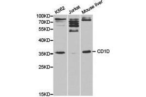 Western Blotting (WB) image for anti-CD1d Molecule (CD1D) antibody (ABIN1871594) (CD1d anticorps)