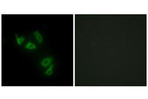 Immunofluorescence (IF) image for anti-Mucin 13, Cell Surface Associated (MUC13) (C-Term) antibody (ABIN1849970) (MUC13 anticorps  (C-Term))