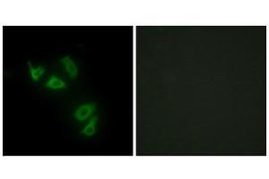 Immunofluorescence (IF) image for anti-Mucin 13, Cell Surface Associated (MUC13) (C-Term) antibody (ABIN1849970)