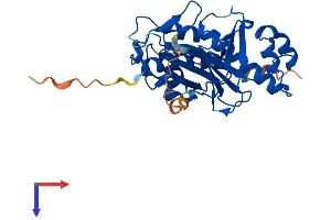AlphaFold protein structure predicition of Mouse Recombinant Aasdhppt Protein, UniprotID Q9CQF6