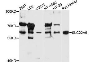 Western blot analysis of extracts of various cell lines, using SLC22A6 antibody (ABIN5970919) at 1/1000 dilution. (SLC22A6 anticorps)