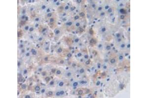 IHC-P analysis of Rat Tissue, with DAB staining. (FGA anticorps  (AA 77-244))